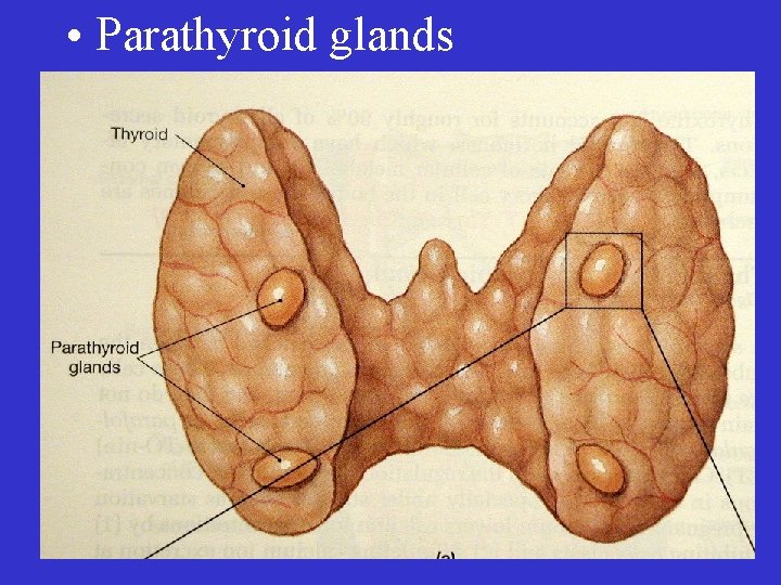  • Parathyroid glands 