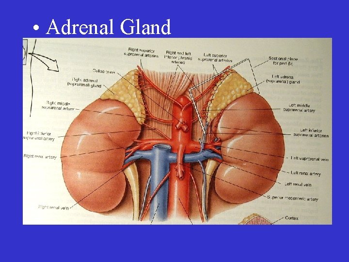  • Adrenal Gland 