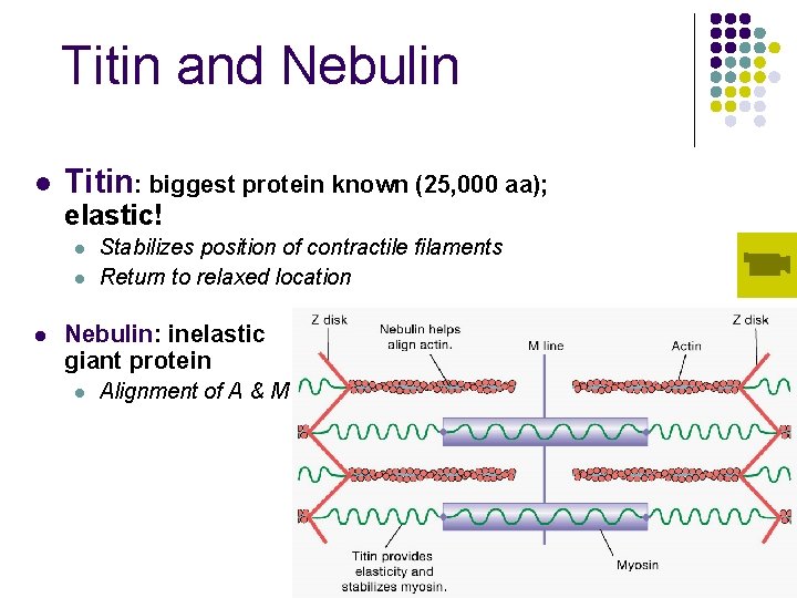 Titin and Nebulin l Titin: biggest protein known (25, 000 aa); elastic! l l