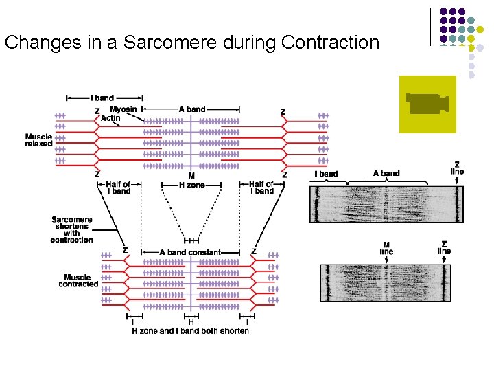 Changes in a Sarcomere during Contraction 