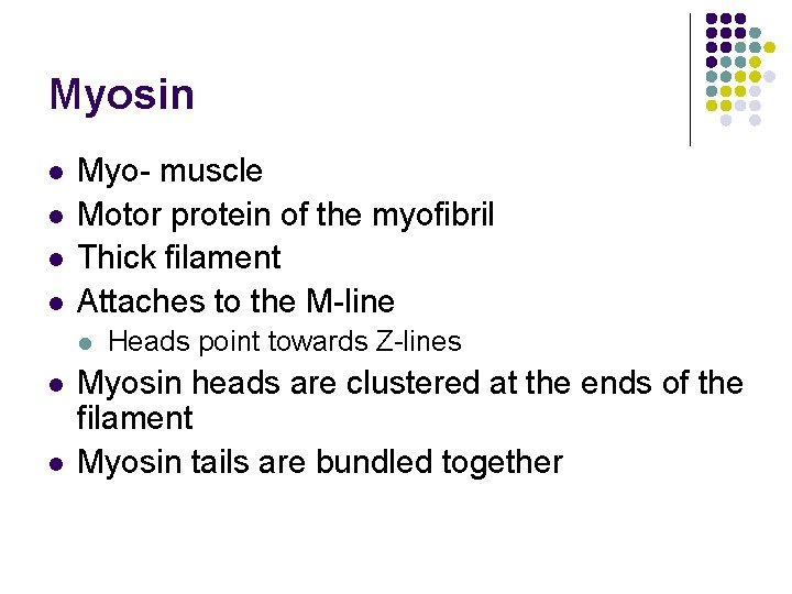 Myosin l l Myo- muscle Motor protein of the myofibril Thick filament Attaches to