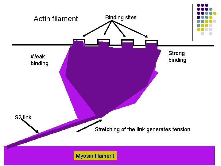 Actin filament Binding sites Strong binding Weak binding Myosin head group S 2 link