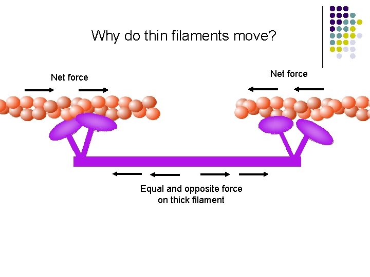 Why do thin filaments move? Net force Equal and opposite force on thick filament