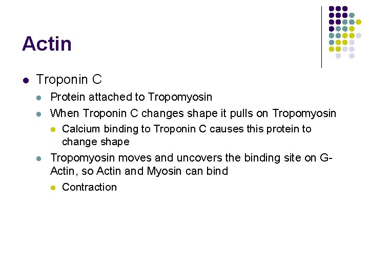 Actin l Troponin C l l l Protein attached to Tropomyosin When Troponin C