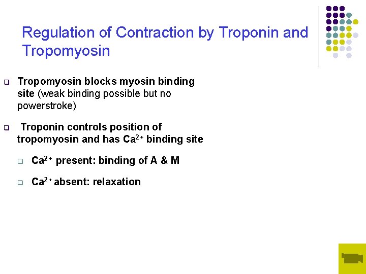 Regulation of Contraction by Troponin and Tropomyosin q Tropomyosin blocks myosin binding site (weak