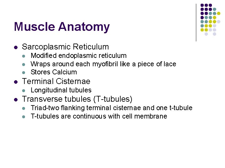 Muscle Anatomy l Sarcoplasmic Reticulum l l Terminal Cisternae l l Modified endoplasmic reticulum