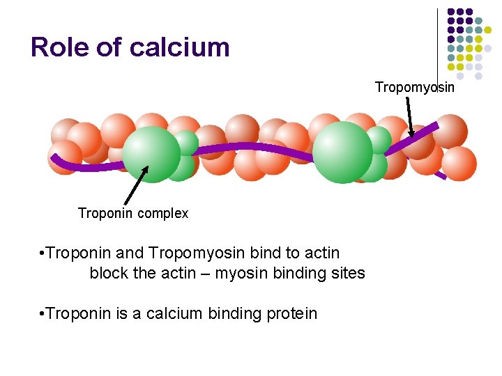 Role of calcium Tropomyosin Troponin complex • Troponin and Tropomyosin bind to actin block