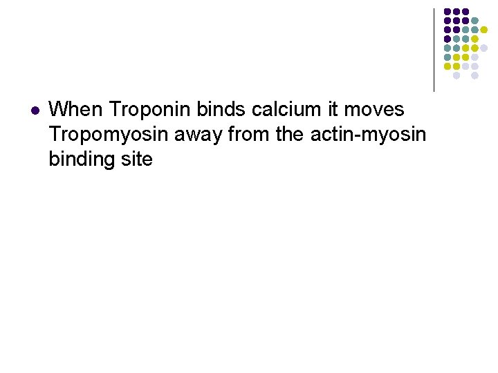 l When Troponin binds calcium it moves Tropomyosin away from the actin-myosin binding site