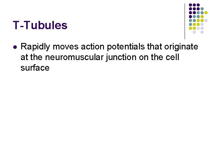 T-Tubules l Rapidly moves action potentials that originate at the neuromuscular junction on the