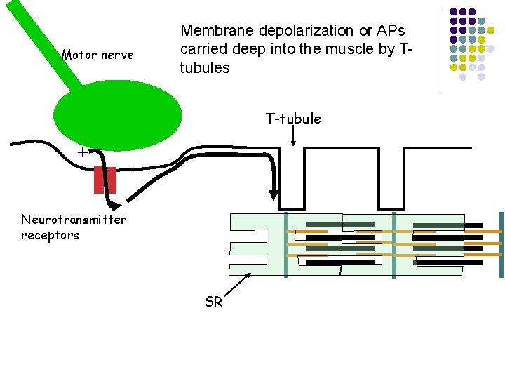 Motor nerve Membrane depolarization or APs carried deep into the muscle by Ttubules T-tubule