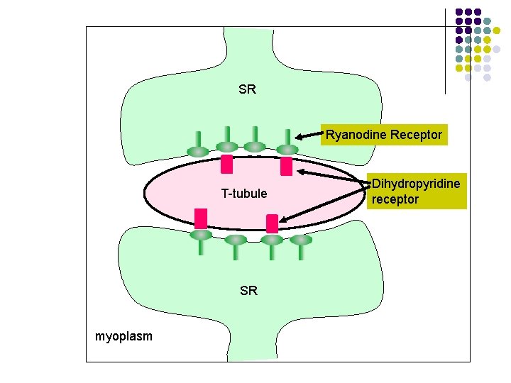 SR Ryanodine Receptor T-tubule My SR myoplasm Dihydropyridine receptor 