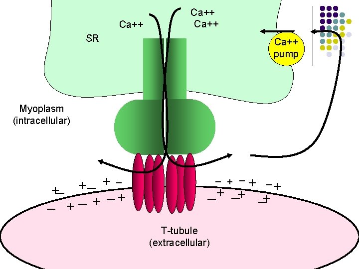 Ca++ SR Ca++ pump Myoplasm (intracellular) _ +_ + _ _ +_ + +