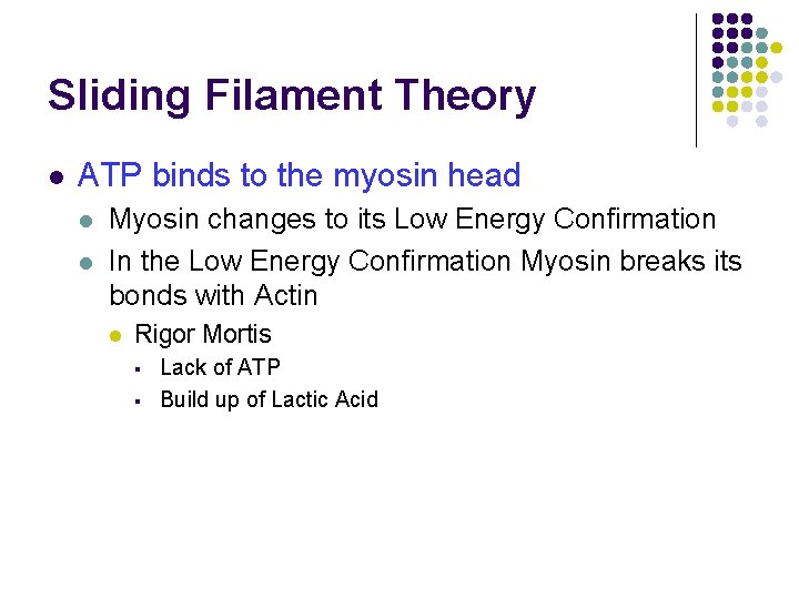 Sliding Filament Theory l ATP binds to the myosin head l l Myosin changes