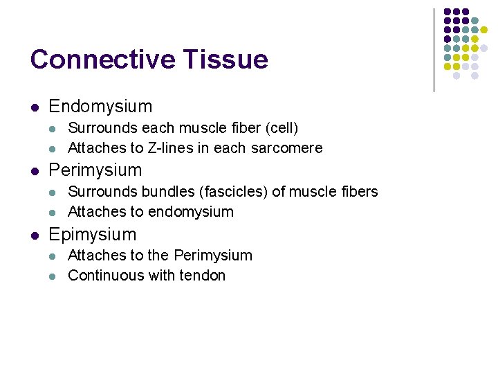 Connective Tissue l Endomysium l l l Perimysium l l l Surrounds each muscle