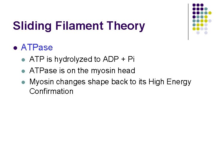 Sliding Filament Theory l ATPase l l l ATP is hydrolyzed to ADP +