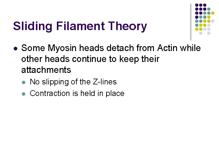 Sliding Filament Theory l Some Myosin heads detach from Actin while other heads continue