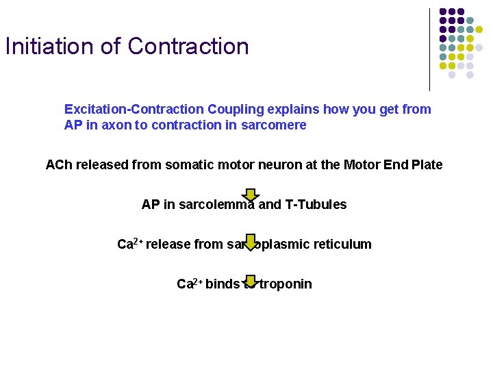 Initiation of Contraction Excitation-Contraction Coupling explains how you get from AP in axon to