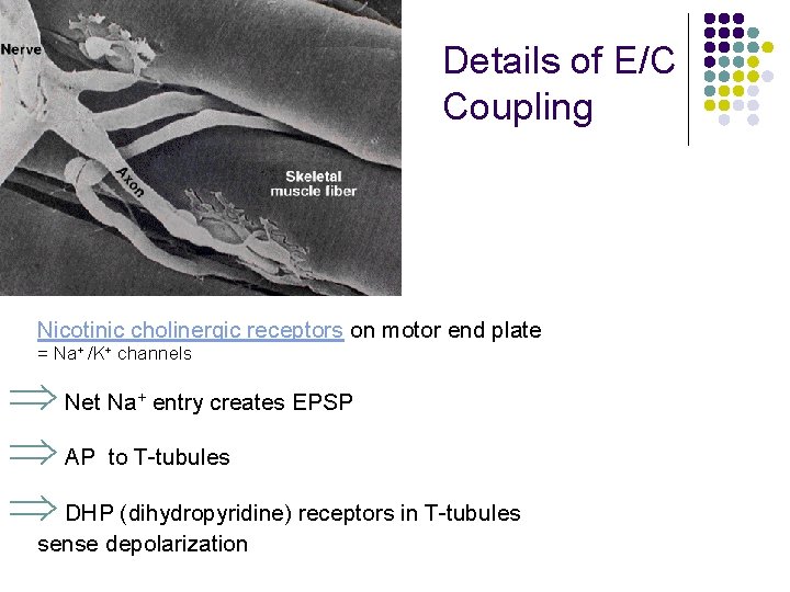 Details of E/C Coupling Nicotinic cholinergic receptors on motor end plate = Na+ /K+