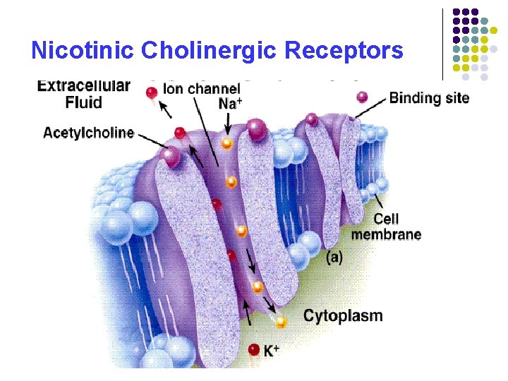 Nicotinic Cholinergic Receptors 