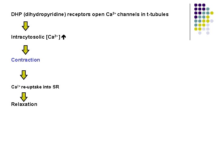 DHP (dihydropyridine) receptors open Ca 2+ channels in t-tubules Intracytosolic [Ca 2+] Contraction Ca