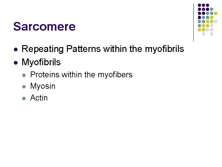 Sarcomere l l Repeating Patterns within the myofibrils Myofibrils l l l Proteins within