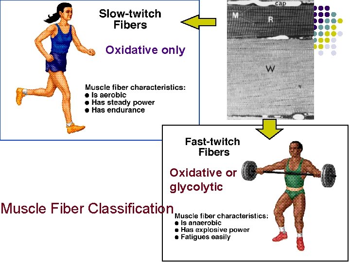 Oxidative only Oxidative or glycolytic Muscle Fiber Classification 