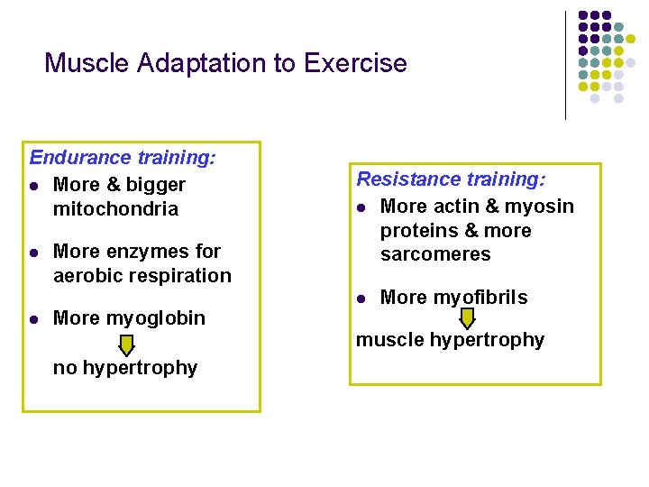 Muscle Adaptation to Exercise Endurance training: l More & bigger mitochondria l More enzymes