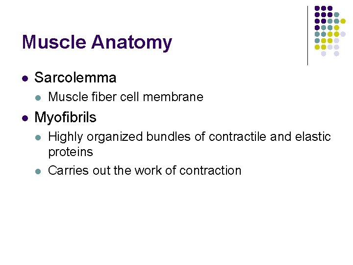 Muscle Anatomy l Sarcolemma l l Muscle fiber cell membrane Myofibrils l l Highly