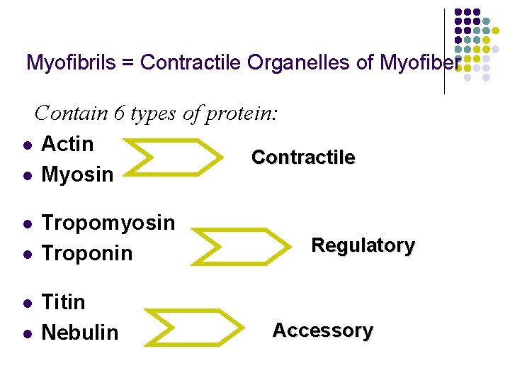 Myofibrils = Contractile Organelles of Myofiber Contain 6 types of protein: l l l