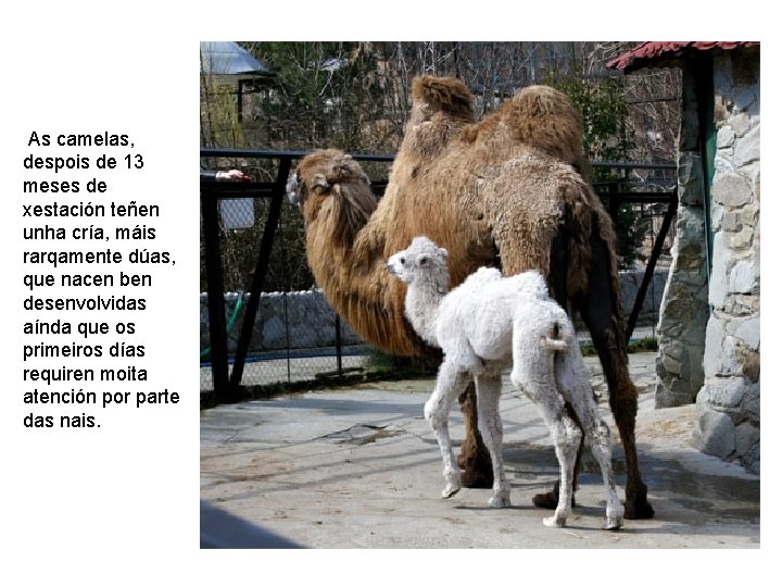 As camelas, despois de 13 meses de xestación teñen unha cría, máis rarqamente dúas,