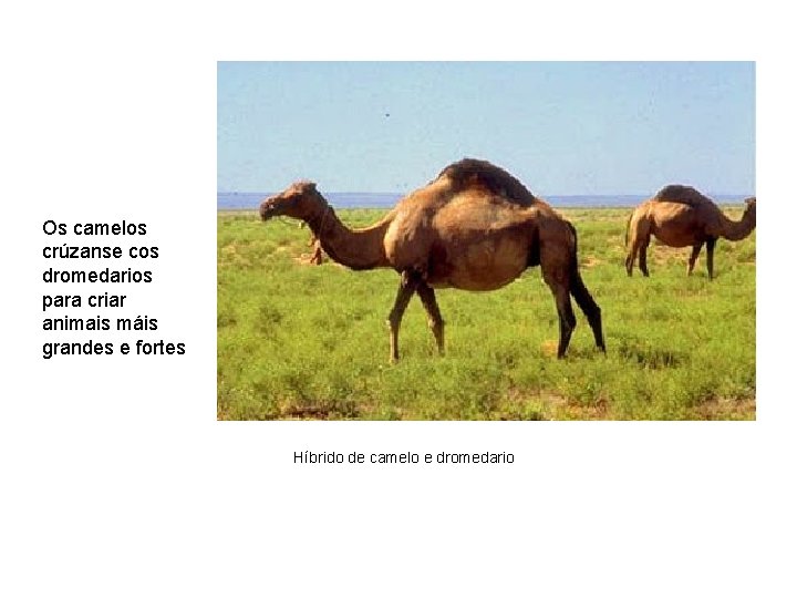 Os camelos crúzanse cos dromedarios para criar animais máis grandes e fortes Híbrido de