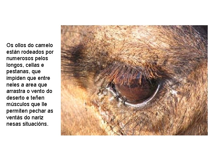 Os ollos do camelo están rodeados por numerosos pelos longos, cellas e pestanas, que