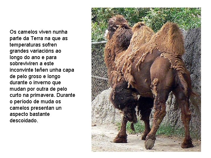 Os camelos viven nunha parte da Terra na que as temperaturas sofren grandes variacións