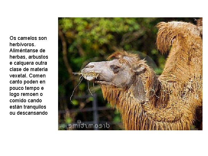 Os camelos son herbívoros. Aliméntanse de herbas, arbustos e calquera outra clase de materia