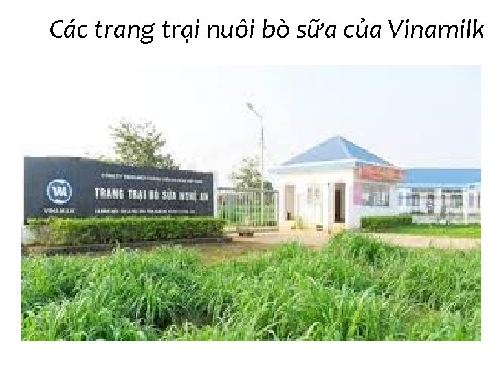 Các trang trại nuôi bò sữa của Vinamilk • 1. Trang trại Bò sữa