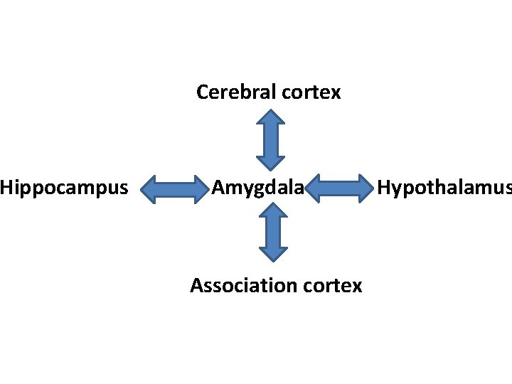 Hippocampus Cerebral cortex Amygdala Association cortex Hypothalamus 