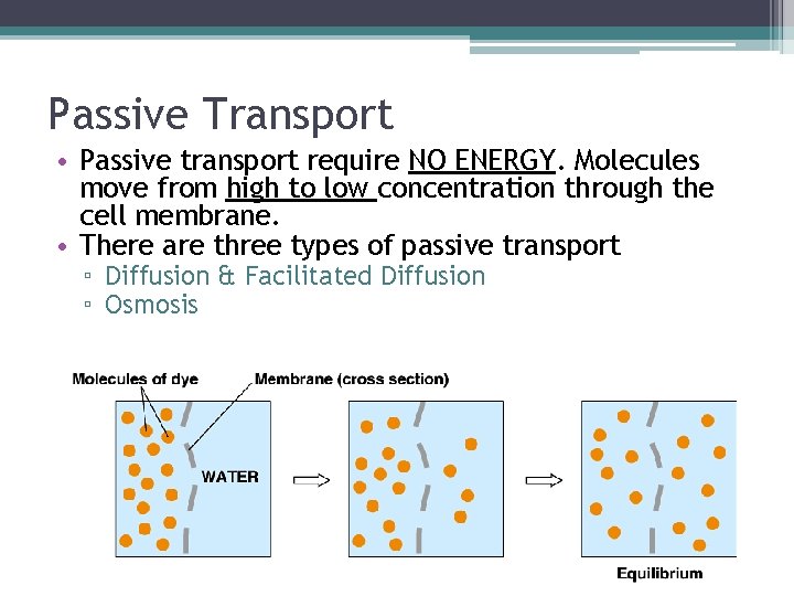 Passive Transport • Passive transport require NO ENERGY. Molecules move from high to low