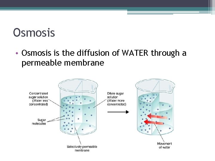 Osmosis • Osmosis is the diffusion of WATER through a permeable membrane 