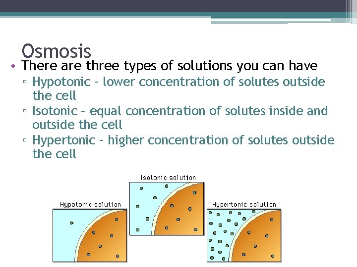 Osmosis • There are three types of solutions you can have ▫ Hypotonic –