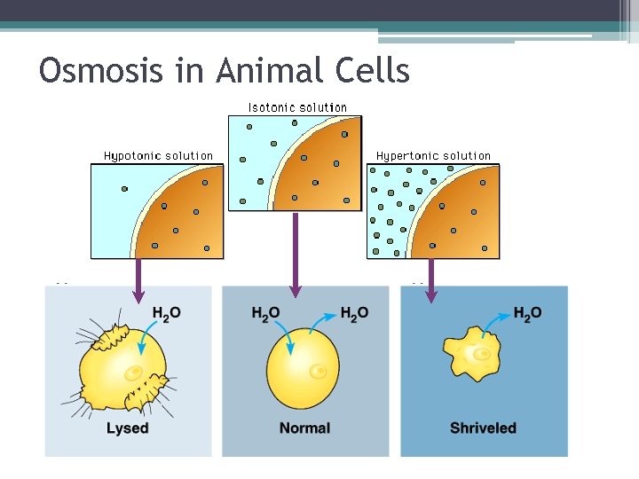 Osmosis in Animal Cells 