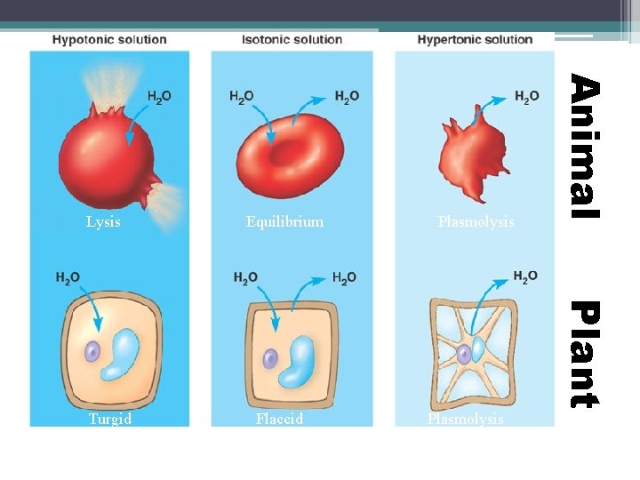Equilibrium Plasmolysis Animal Lysis Plant Turgid Flaccid Plasmolysis 