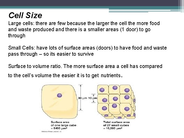 Cell Size Large cells: there are few because the larger the cell the more