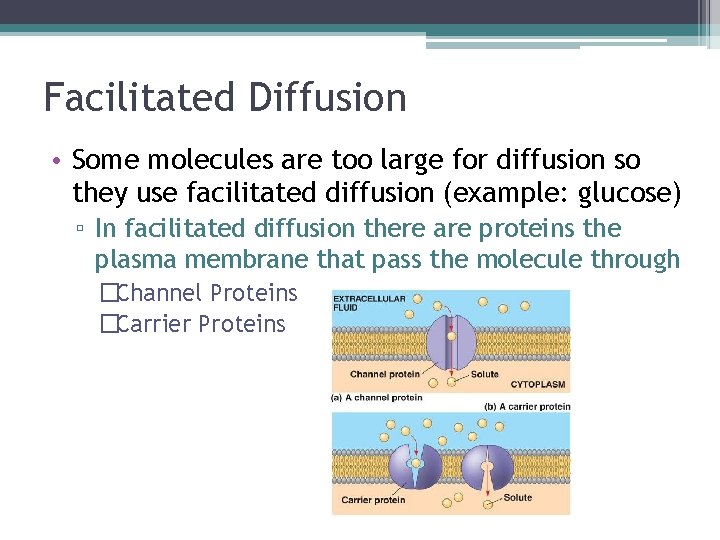 Facilitated Diffusion • Some molecules are too large for diffusion so they use facilitated