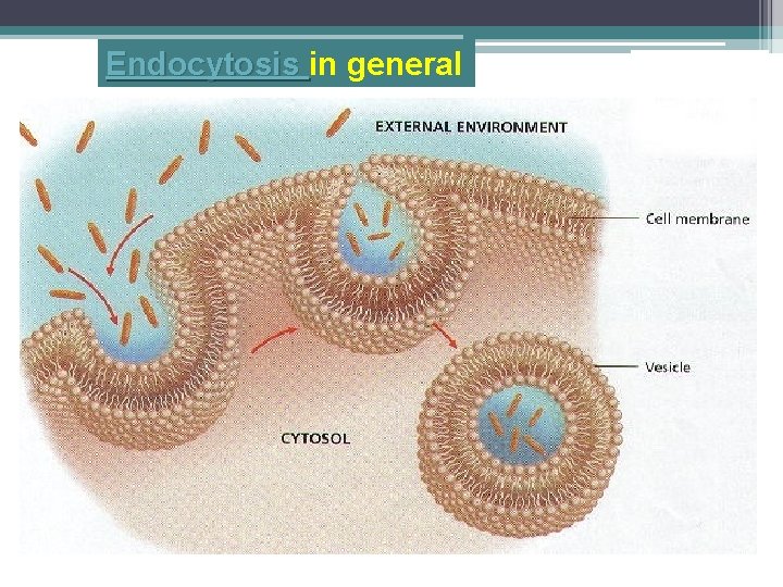 Endocytosis in general 