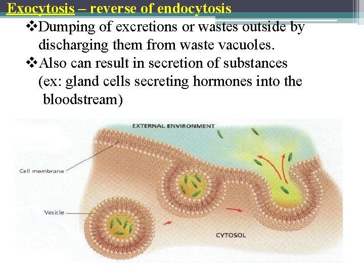 Exocytosis – reverse of endocytosis v. Dumping of excretions or wastes outside by discharging