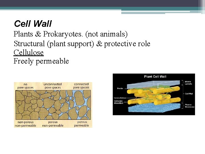 Cell Wall Plants & Prokaryotes. (not animals) Structural (plant support) & protective role Cellulose