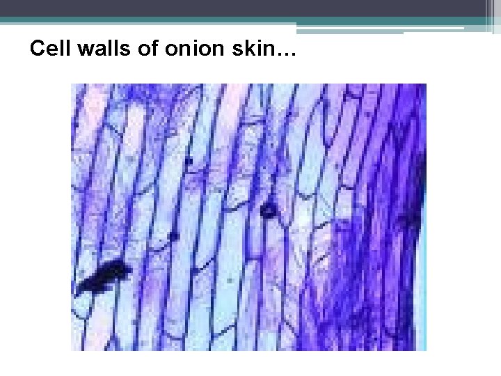 Cell walls of onion skin… 