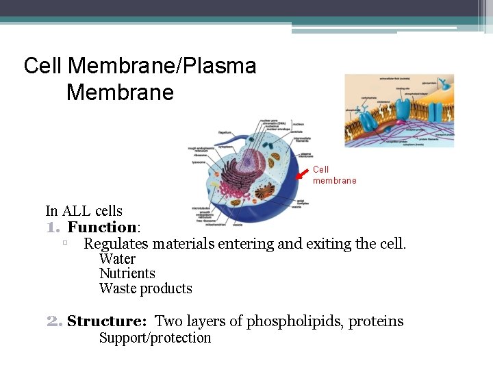 Cell Membrane/Plasma Membrane Cell membrane In ALL cells 1. Function: ▫ Regulates materials entering
