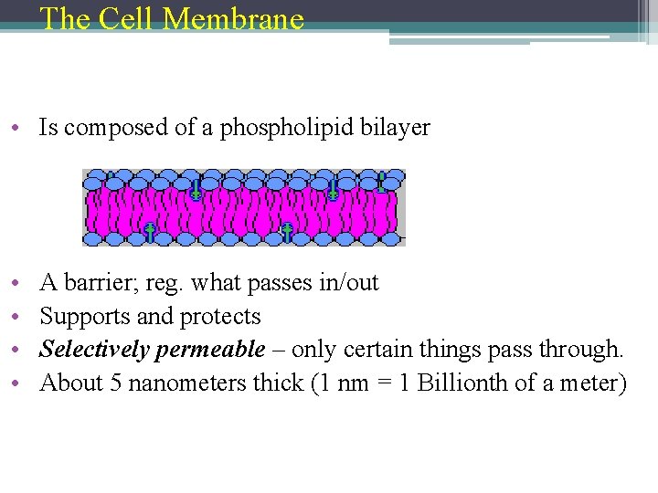 The Cell Membrane • Is composed of a phospholipid bilayer • • A barrier;