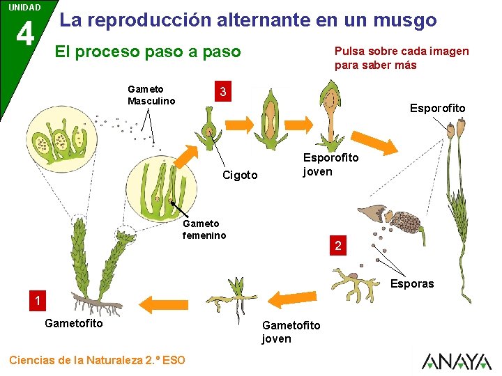 UNIDAD 4 La reproducción alternante en un musgo El proceso paso a paso Gameto